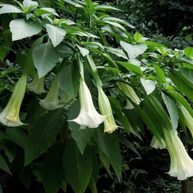 Top Natural Datura Dried Flowe - Baby Products Soap 리뷰 및 가격